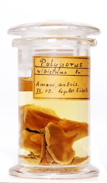 preview Polyporus vibecinus Fr.